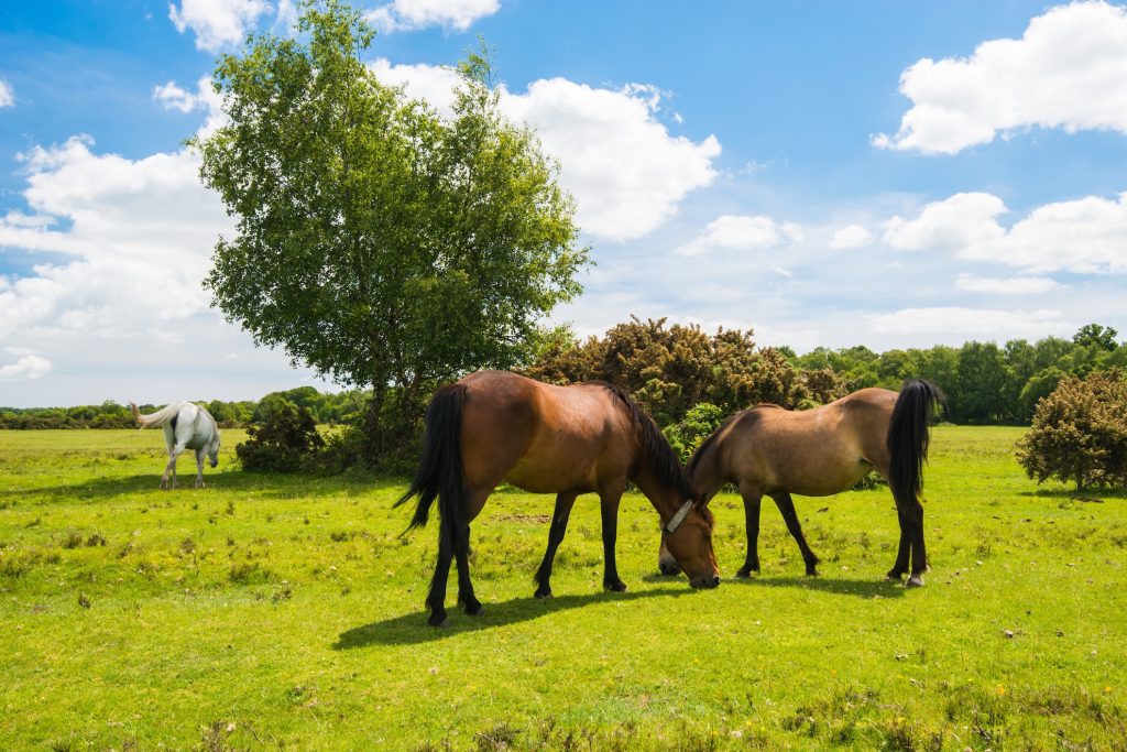 New forest ponies